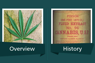 Marijuana drug education module